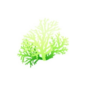 Green Lace Coral